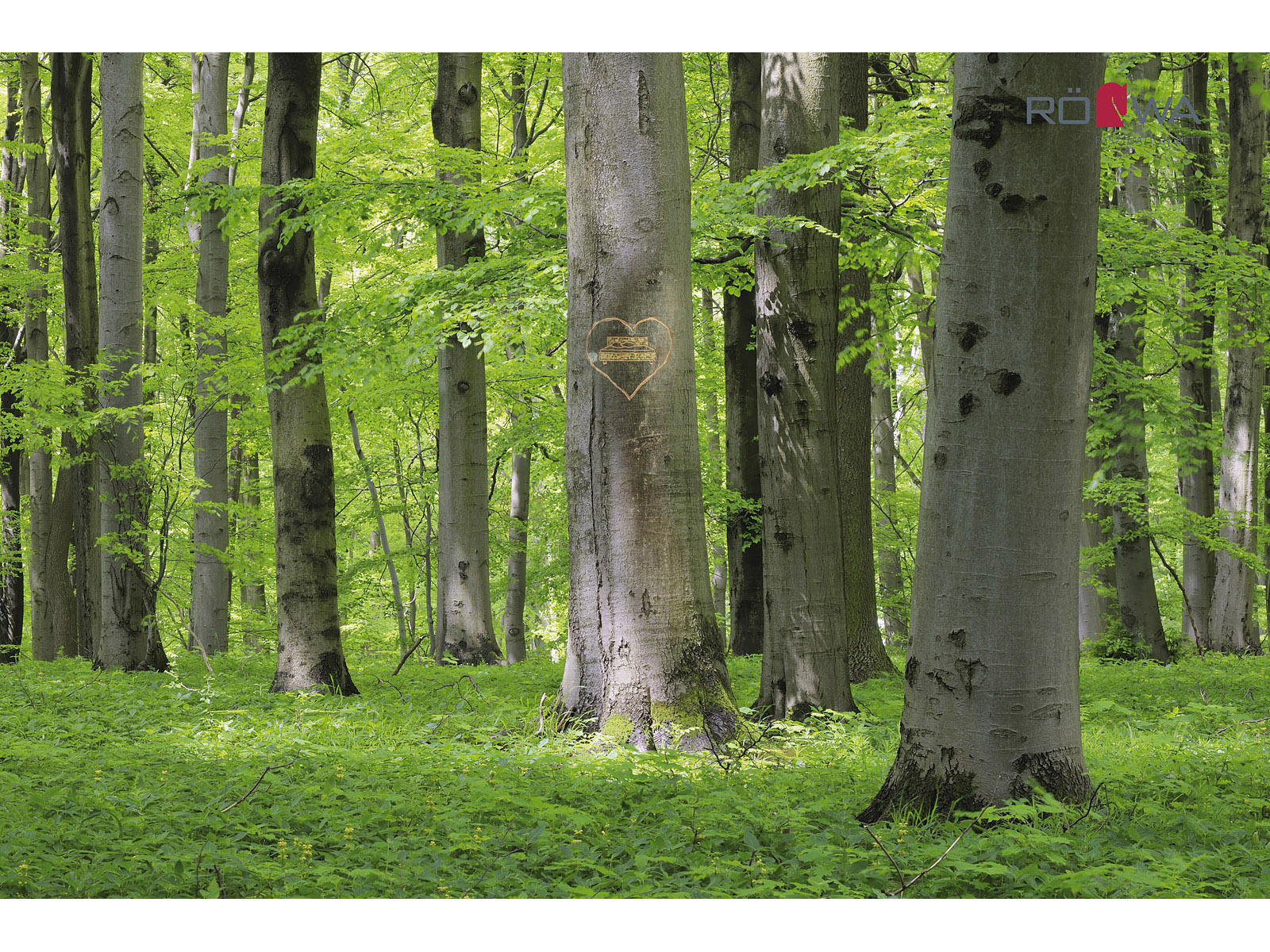 Buche-Massivholz aus heimischen Wäldern und nachhaltiger Forstwirtschaft