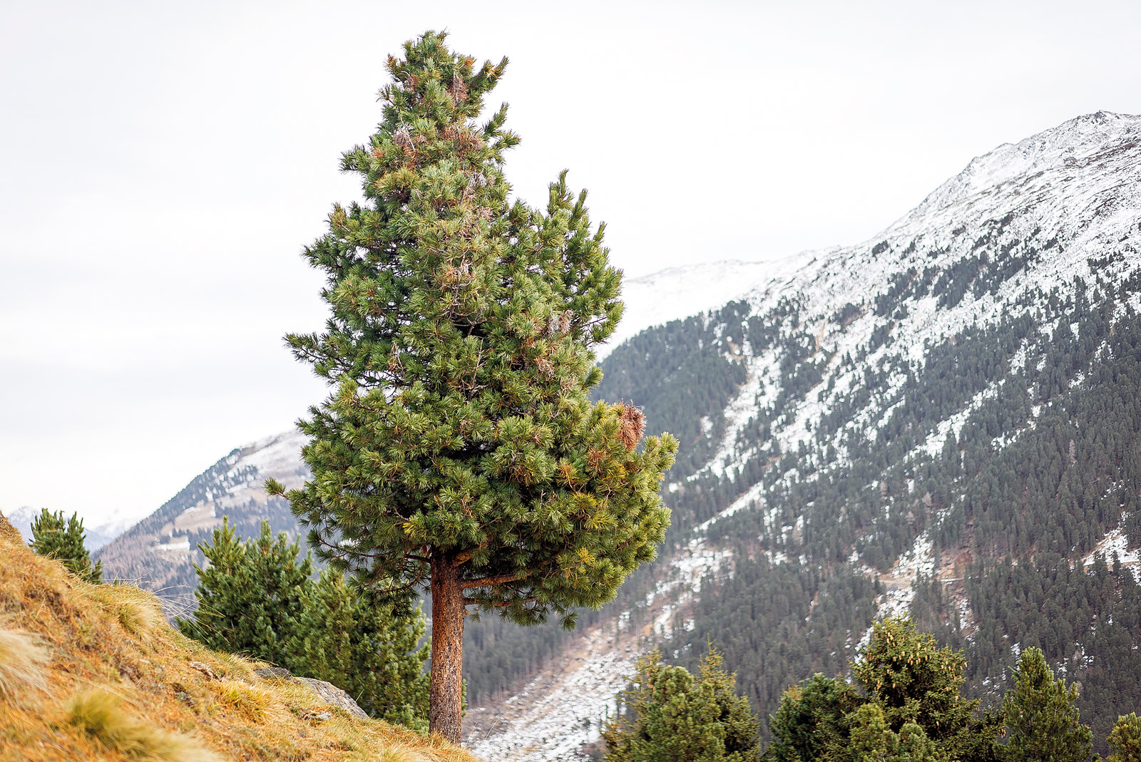 Die Königin der Alpen- die majestätische Zirbe