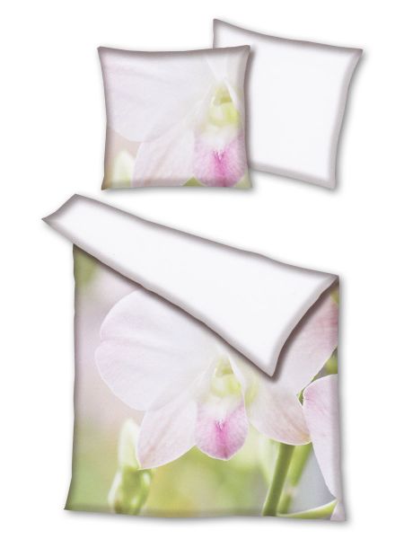 Orchidee 245003